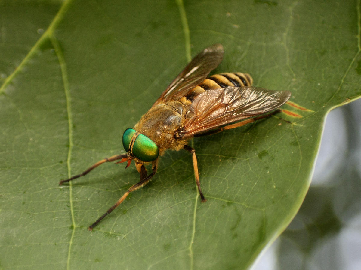 Philipomya aprica da confermare